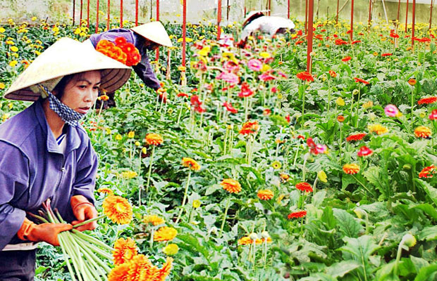 Làng hoa Thái Phiên, Đà Lạt (ảnh minh họa, nguồn It)
