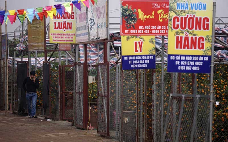 Từ 2 -3 năm nay, người dân Tứ Liên bắt đầu xây dựng các nhà giàn khung sắt, chia nhỏ cánh đồng quất để bảo vệ thành quả của mình trước thời tiết ngày càng khó lường. Từ 2 -3 năm nay, người dân Tứ Liên bắt đầu xây dựng các nhà giàn khung sắt, chia nhỏ cánh đồng quất để bảo vệ thành quả của mình trước thời tiết ngày càng khó lường.