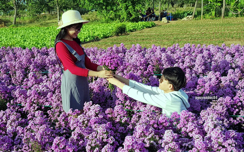 Phải mất gần 4 tháng chăm sóc những cây hoa thạch thảo bắt đầu khoe sắc tím. Hoa chỉ nở đẹp trong vòng hơn một tháng. Thời điểm đẹp để chụp hình ở đây là 8h sáng hoặc 3h chiều.