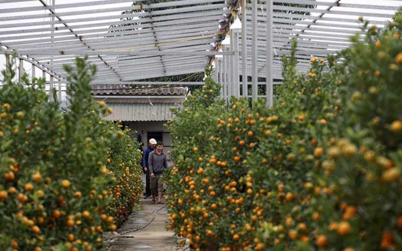 Trung bình khung giàn cũng tốn hàng chục triệu đồng. Nếu đất rộng, hệ thống này có thể tiêu tốn cả trăm triệu đồng của chủ vườn. Trung bình khung giàn cũng tốn hàng chục triệu đồng. Nếu đất rộng, hệ thống này có thể tiêu tốn cả trăm triệu đồng của chủ vườn.