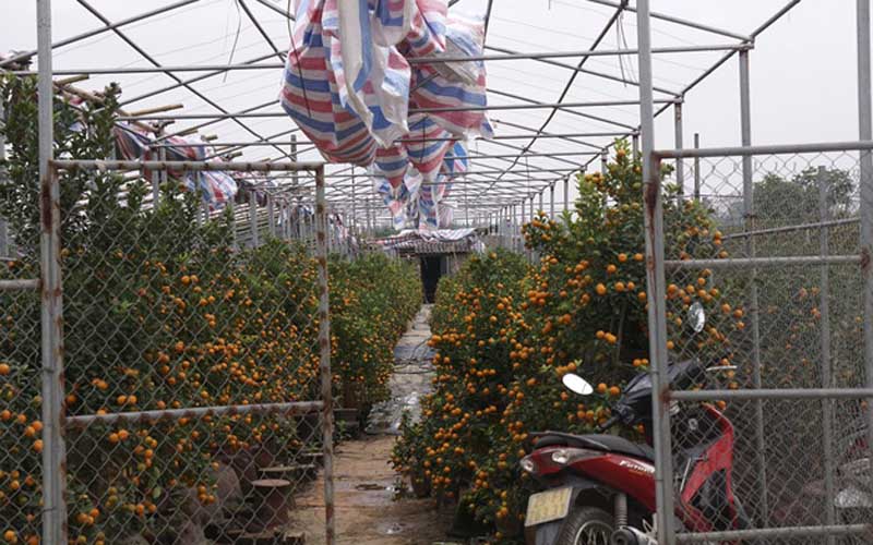 Hệ thống mái của nhà giàn kiểu này đều được làm bằng vải bạt. Thông thường bạt được kéo ra để đón ánh nắng cho quất, khi trời lạnh sẽ được kéo ra che kín chống sương. Hệ thống mái của nhà giàn kiểu này đều được làm bằng vải bạt. Thông thường bạt được kéo ra để đón ánh nắng cho quất, khi trời lạnh sẽ được kéo ra che kín chống sương.