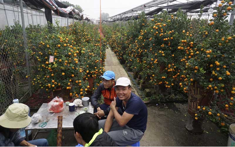 Quất bon sai cho thu nhập cao nhưng cũng đòi hỏi người trồng tốn công chăm sóc hơn nhiều so với quất trồng thông thường. Giá quất bon sai cũng vô cùng đa dạng, một lọ nhỏ chỉ vài trăm nghìn đồng cho đến những lọ uốn thế cầu kỳ giá tăng lên vài triệu, thậm chí vài chục triệu đồng. Quất bon sai cho thu nhập cao nhưng cũng đòi hỏi người trồng tốn công chăm sóc hơn nhiều so với quất trồng thông thường. Giá quất bon sai cũng vô cùng đa dạng, một lọ nhỏ chỉ vài trăm nghìn đồng cho đến những lọ uốn thế cầu kỳ giá tăng lên vài triệu, thậm chí vài chục triệu đồng.