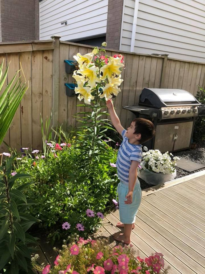 Ngoài ly hồng, cây ly vàng nhà chị Mơ cũng sai hoa và có chiều cao 150 cm. Ngoài ly hồng, cây ly vàng nhà chị Mơ cũng sai hoa và có chiều cao 150 cm.