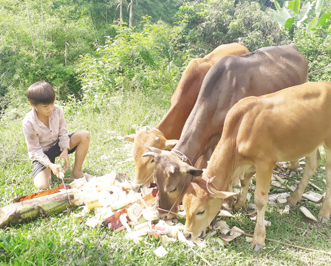 Người dân Mường Khoa không còn nuôi gia súc dưới gầm sàn nhà mà đã biết chăm sóc theo khoa học. Người dân Mường Khoa không còn nuôi gia súc dưới gầm sàn nhà mà đã biết chăm sóc theo khoa học.