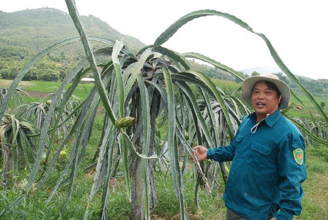 Anh Hoàng chăm sóc vườn thanh long của gia đình. TT.