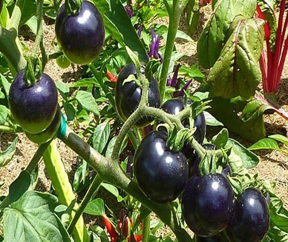 Cà chua đen là một trong những giống cà chua độc lạ có ruột màu đỏ và vỏ màu đen tuyền đúng như tên gọi của nó. (Ảnh: Kienthuc.net) Cà chua đen là một trong những giống cà chua độc lạ có ruột màu đỏ và vỏ màu đen tuyền đúng như tên gọi của nó. (Ảnh: Kienthuc.net)