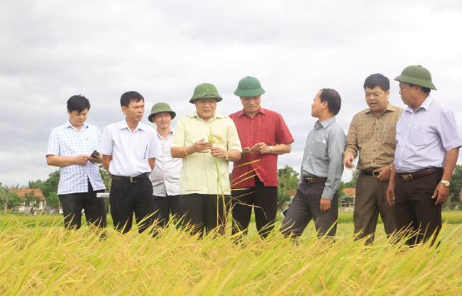 Nhiều năm trở lại đây, Quảng Trị liên tục được mùa lúa với năng suất cao. Hiện nay, nông dân Quảng Trị đang mở rộng sản xuất lúa hữu cơ cho giá trị cao gấp hai lần trồng lúa truyền thống.