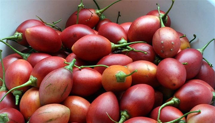 Cà chua thân gỗ có tên là Tamarillo được bán tại Việt Nam với giá khoảng 1 triệu đồng/kg. (Ảnh: Tintuconline) Cà chua thân gỗ có tên là Tamarillo được bán tại Việt Nam với giá khoảng 1 triệu đồng/kg. (Ảnh: Tintuconline)