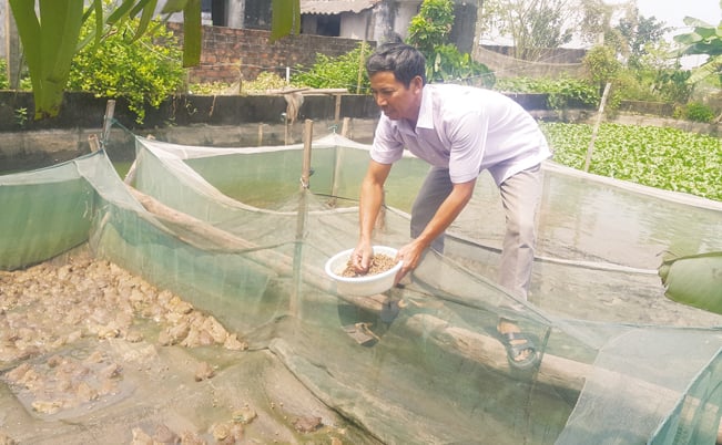 Ông Thân cho ếch ăn. Ông Thân cho ếch ăn.