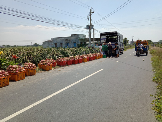 Thanh long Bình Thuận và nhiều địa phương khác đang trong tình trạng cung vượt cầu, giá rớt thảm hại. Ảnh: VIỆT KHANH Thanh long Bình Thuận và nhiều địa phương khác đang trong tình trạng cung vượt cầu, giá rớt thảm hại. Ảnh: VIỆT KHANH