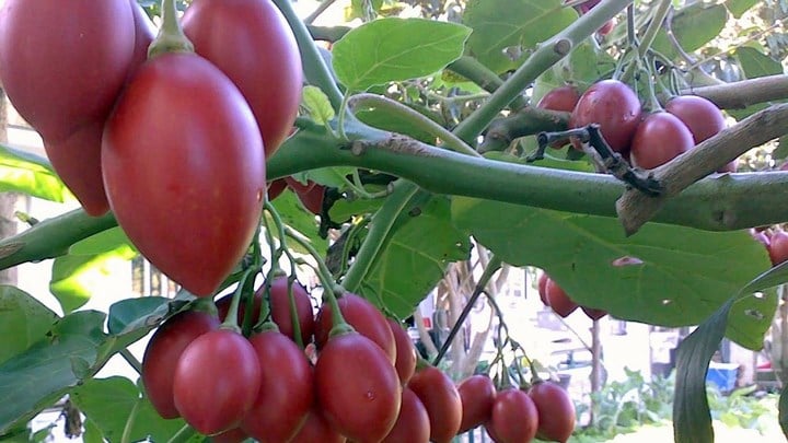 Loại cà chua này được quảng cáo là có công dụng tốt cho sức khỏe, thậm chí ngăn ngừa, phòng tránh ung thư. (Ảnh: Vietq.vn) Loại cà chua này được quảng cáo là có công dụng tốt cho sức khỏe, thậm chí ngăn ngừa, phòng tránh ung thư. (Ảnh: Vietq.vn)