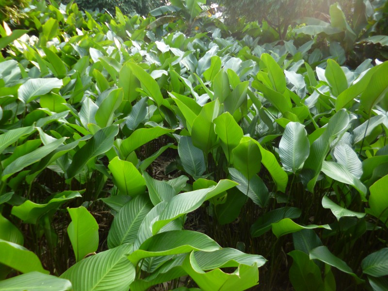 Tràng Cát được phủ xanh bởi một màu xanh ngát của lá dong (Ảnh Đỗ Đạt) Tràng Cát được phủ xanh bởi một màu xanh ngát của lá dong (Ảnh Đỗ Đạt)