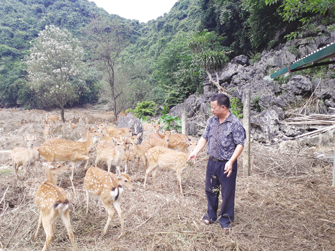 Ông Trịnh Văn Tiến gọi đàn hươu về trại. Ông Trịnh Văn Tiến gọi đàn hươu về trại.