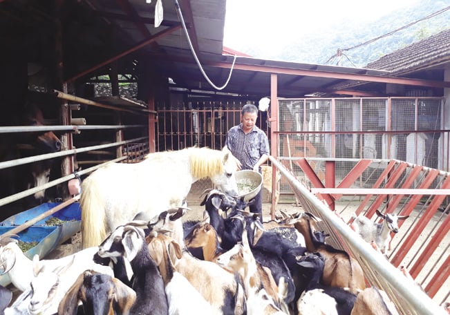 Ông Trịnh Văn Tiến chăm sóc đàn hươu, dê trong trang trại. Ông Trịnh Văn Tiến chăm sóc đàn hươu, dê trong trang trại.