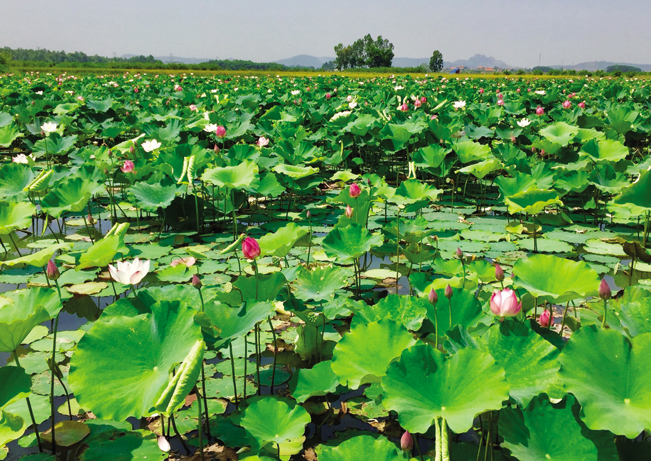 Những đầm sen không chỉ mang lại vẻ đẹp cho làng quê mà còn giúp người dân có thu nhập. Những đầm sen không chỉ mang lại vẻ đẹp cho làng quê mà còn giúp người dân có thu nhập.