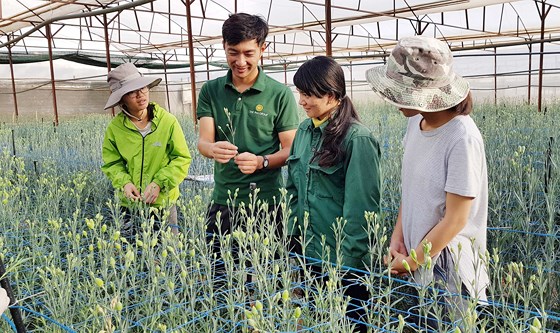 Anh Takahiro Nunome hướng dẫn nông dân cách chăm sóc hoa cẩm chướng. Anh Takahiro Nunome hướng dẫn nông dân cách chăm sóc hoa cẩm chướng.