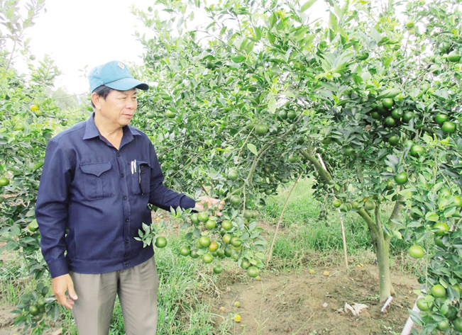 Từ vùng đất khô cằn, ông Phan Ngọc Anh đã xây dựng thành công trang trại kiểu mẫu rộng hơn 10ha, theo mô hình VAC.