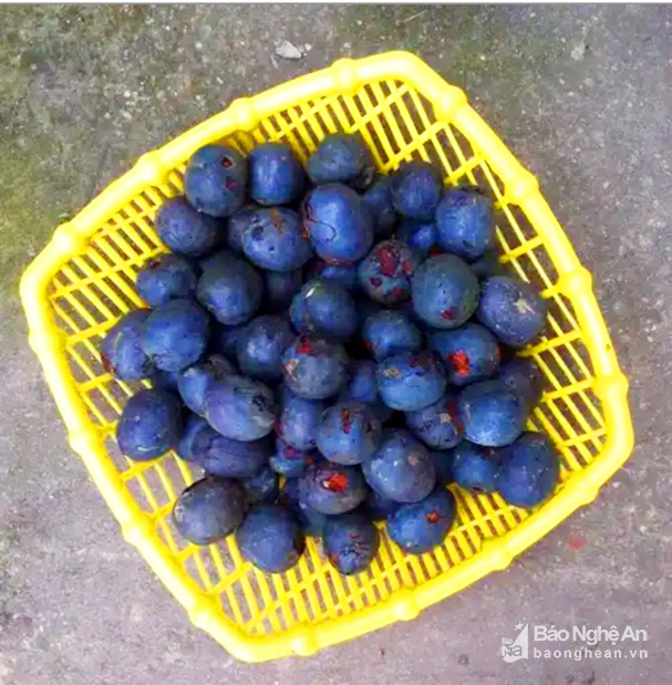 Quả cọ om là món ăn đặc trưng vào mùa đông của người Thái ở các địa bàn miền núi. Ảnh: Hữu Vi Quả cọ om là món ăn đặc trưng vào mùa đông của người Thái ở các địa bàn miền núi. Ảnh: Hữu Vi