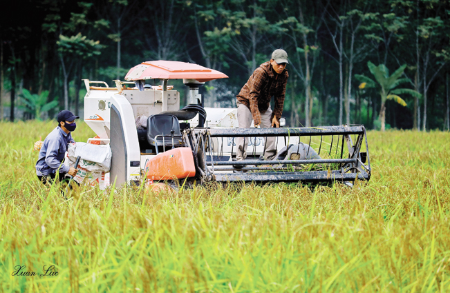Giá bán nếp hạt cau luôn cao hơn giá nếp thường từ 2-3 lần. TL Giá bán nếp hạt cau luôn cao hơn giá nếp thường từ 2-3 lần. TL
