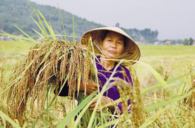 Nếp hạt cau được trồng nhiều ở các huyện phía Bắc tỉnh Thanh Hóa. TL Nếp hạt cau được trồng nhiều ở các huyện phía Bắc tỉnh Thanh Hóa. TL
