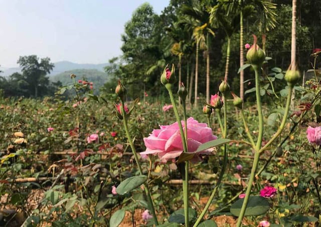 Sau 2 năm mày mò học hỏi và đầu tư số tiền cực lớn, chị Tuyết sở hữu vườn hoa hồng hữu cơ để làm trà nguyên bông rộng gần 3,5ha. Sau 2 năm mày mò học hỏi và đầu tư số tiền cực lớn, chị Tuyết sở hữu vườn hoa hồng hữu cơ để làm trà nguyên bông rộng gần 3,5ha.
