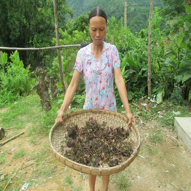 Sau nhiều ngày, hai vợ chồng chị Chắc mới tìm hái từ những cánh rừng già về được một nhúm lan kim tuyến. Sau nhiều ngày, hai vợ chồng chị Chắc mới tìm hái từ những cánh rừng già về được một nhúm lan kim tuyến.