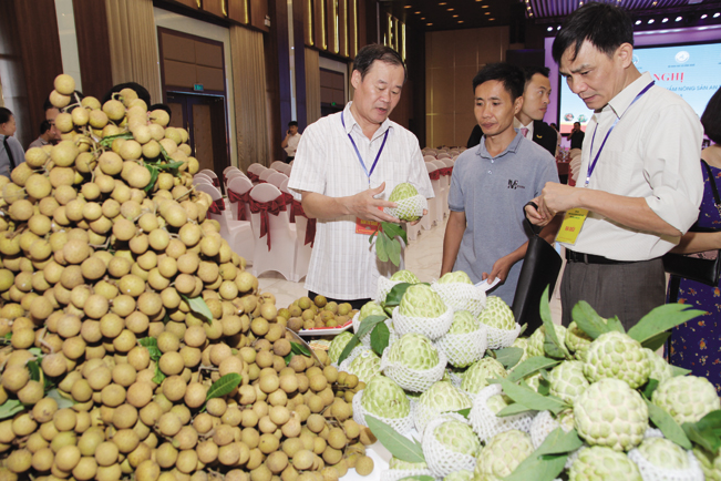 Sản phẩm nhãn tươi của Sơn La đã xuất khẩu được trên 5.000 tấn sang 9 nước trên thế giới.