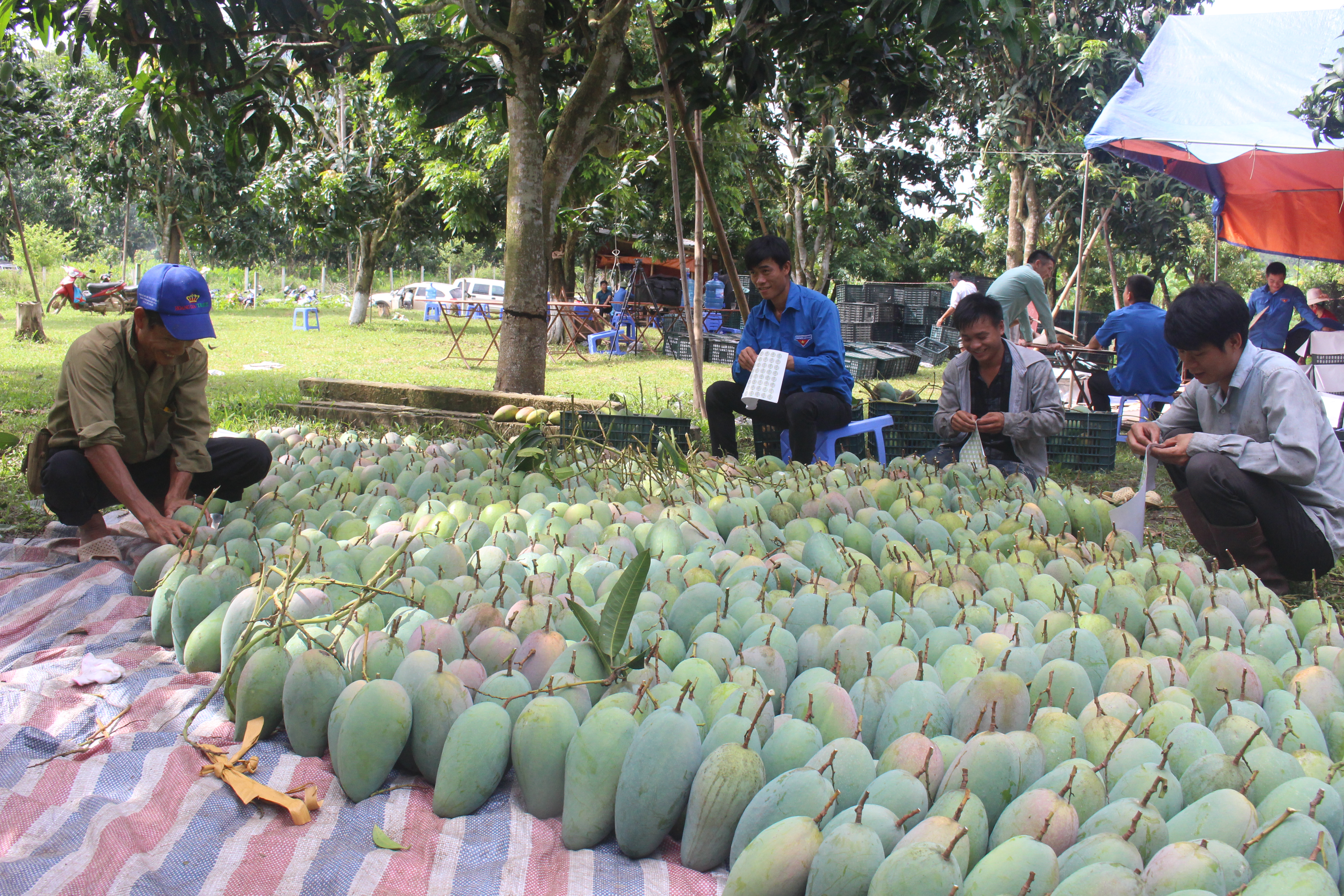 Dãn tem trích xuất nguồn gốc cho sản phẩm xoài tượng Mường La để xuất sang thị trường Trung Quốc.