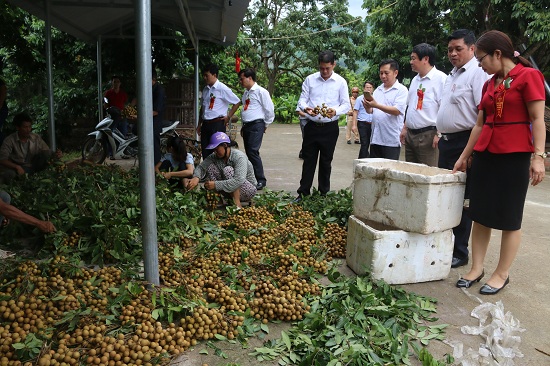 Nhờ áp dụng khoa học kỹ thuật trong sản xuất, vài năm trở lại đây cây nhãn Sông Mã đang mang lại nguồn thu nhập khá cho người nông dân. Nhờ áp dụng khoa học kỹ thuật trong sản xuất, vài năm trở lại đây cây nhãn Sông Mã đang mang lại nguồn thu nhập khá cho người nông dân.