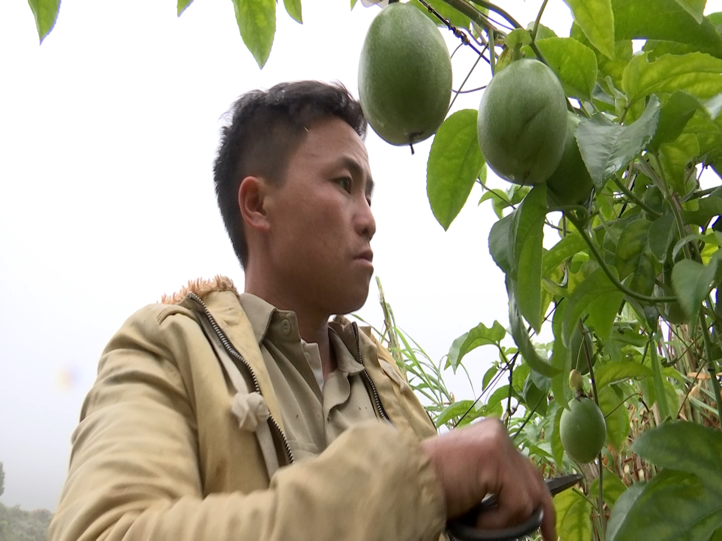 A Nu đang tích cực mở rộng diện tích chanh leo.