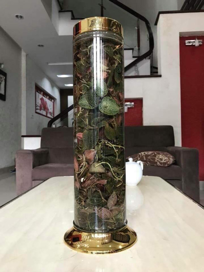 Một bình lan kim tuyến chuẩn bị đưa vào ngâm rượu. Một bình lan kim tuyến chuẩn bị đưa vào ngâm rượu.