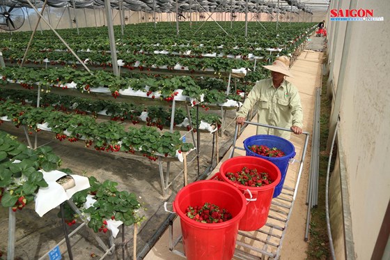 Khách tham quan ghi lại những khoảnh khắc đẹp ngay tại vườn dâu. Ảnh: Đoàn Kiên Khách tham quan ghi lại những khoảnh khắc đẹp ngay tại vườn dâu. Ảnh: Đoàn Kiên
