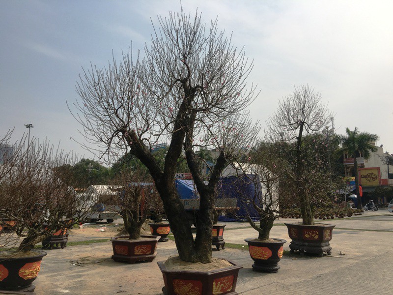Hai cây đào khủng được người bán Hai cây đào khủng được người bán