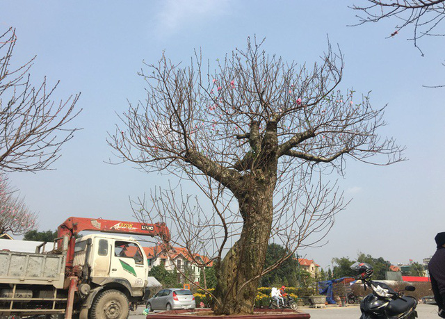 Những gốc đào sừng sững tại hội chợ hoa xuân Những gốc đào sừng sững tại hội chợ hoa xuân