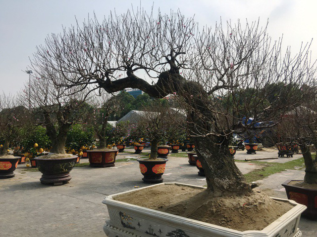 Cây đào có thế uốn lượn rất độc đáo với hàng trăm cành mọc lên chi chít từ gốc lên đến ngọn. Cây đào có thế uốn lượn rất độc đáo với hàng trăm cành mọc lên chi chít từ gốc lên đến ngọn.