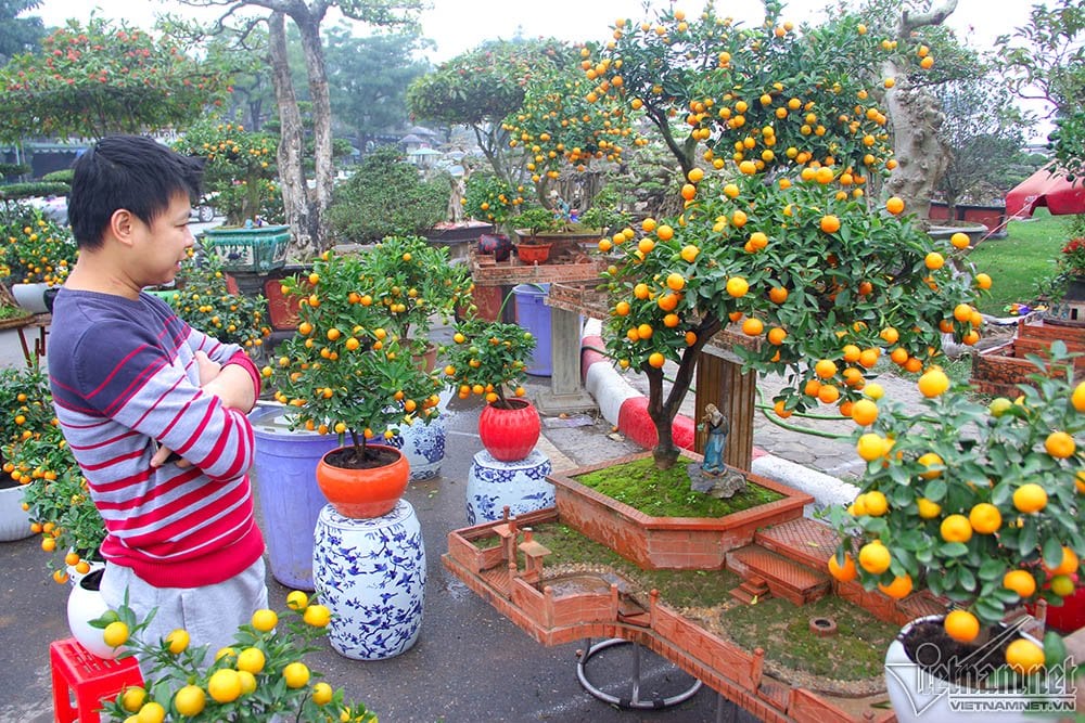 Những chậu quất tiểu cảnh lạ mắt đang thu hút nhiều người dân thưởng ngoạn. Những chậu quất tiểu cảnh lạ mắt đang thu hút nhiều người dân thưởng ngoạn.