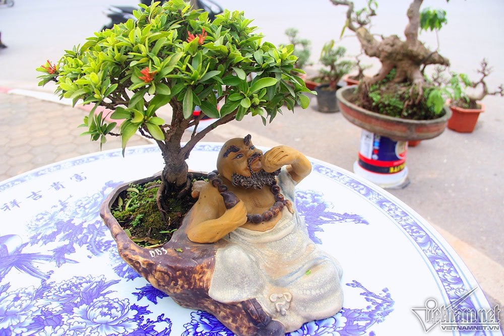 Một chậu tiểu cảnh quất với 2 ông tiên đánh cờ được bán với giá 8 triệu đồng. Một chậu tiểu cảnh quất với 2 ông tiên đánh cờ được bán với giá 8 triệu đồng.