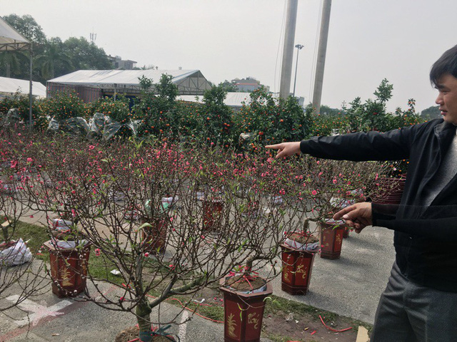 Những cây đào Nhật Tân nhỏ gọn nhưng có giá từ 1 triệu đồng trở lên. Những cây đào Nhật Tân nhỏ gọn nhưng có giá từ 1 triệu đồng trở lên.