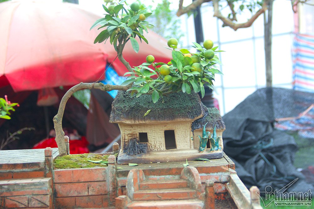 Một gốc quất bonsai tiểu cảnh được nghệ nhân tạo dáng công phu uốn cong qua mái nhà cổ. Một gốc quất bonsai tiểu cảnh được nghệ nhân tạo dáng công phu uốn cong qua mái nhà cổ.