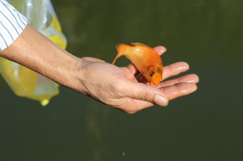 Trong ngày cúng tiễn Táo quân về trời, người dân có thể dùng cá chép thật hoặc cá chép giấy.