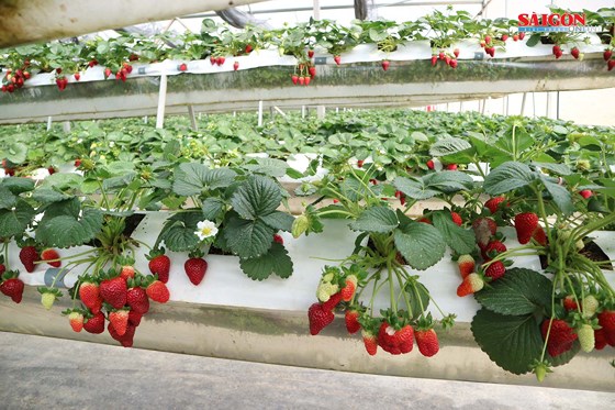 Dâu tây đến ngày thu hoạch. Ảnh: Đoàn Kiên Dâu tây đến ngày thu hoạch. Ảnh: Đoàn Kiên
