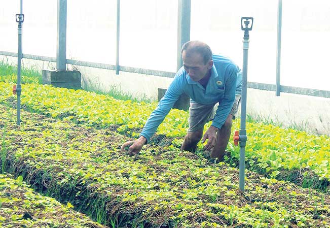 Mô hình sản xuất rau an toàn trong nhà lưới giúp nâng cao hiệu quả sử dụng nguồn nước, năng suất và giảm chi phí nhân công.