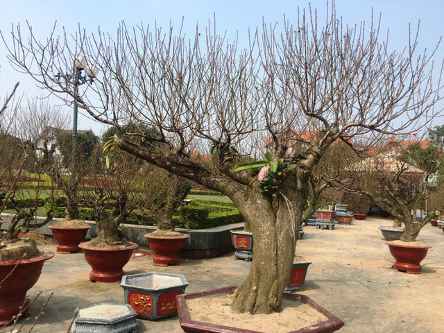 Những cành đào tua tủa mọc trên thân cây cổ thụ và còn được trang điểm bởi những nhánh lan rừng. Những cành đào tua tủa mọc trên thân cây cổ thụ và còn được trang điểm bởi những nhánh lan rừng.