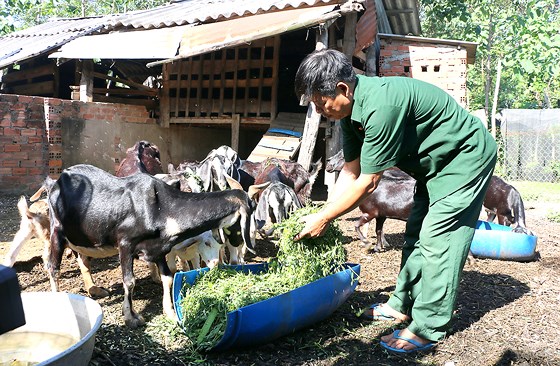 Người nuôi dê lao đao vì giá dê xuống thấp.