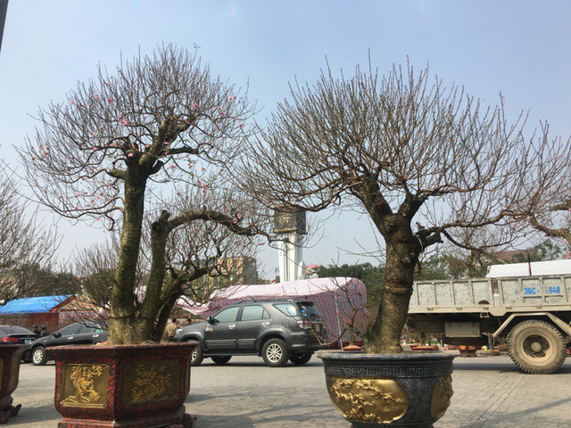 Theo những người bán đào cảnh tại hội chợ hoa xuân cho biết, những cây đào khủng chủ yếu được đưa về từ Hà Nội, Hải Phòng... Theo những người bán đào cảnh tại hội chợ hoa xuân cho biết, những cây đào khủng chủ yếu được đưa về từ Hà Nội, Hải Phòng...