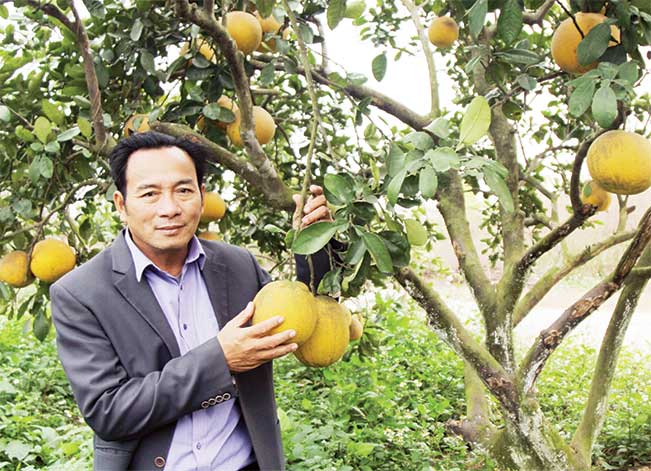 Trái ngọt ở Đảo Bầu. Trái ngọt ở Đảo Bầu.