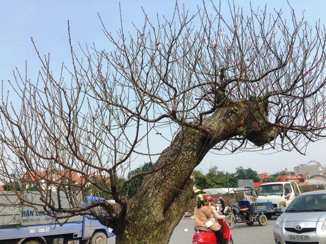 Đây là những gốc đào có tuổi đời hàng chục năm được người trồng sưu tầm về và cấy ghép để cho ra một tác phẩm trông rất tự nhiên, bắt mắt. Đây là những gốc đào có tuổi đời hàng chục năm được người trồng sưu tầm về và cấy ghép để cho ra một tác phẩm trông rất tự nhiên, bắt mắt.