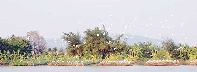 Ông Họa luôn mong muốn người dân cùng tham gia bảo vệ, gìn giữ những “báu vật” thiên nhiên của quê hương. Ông Họa luôn mong muốn người dân cùng tham gia bảo vệ, gìn giữ những “báu vật” thiên nhiên của quê hương.