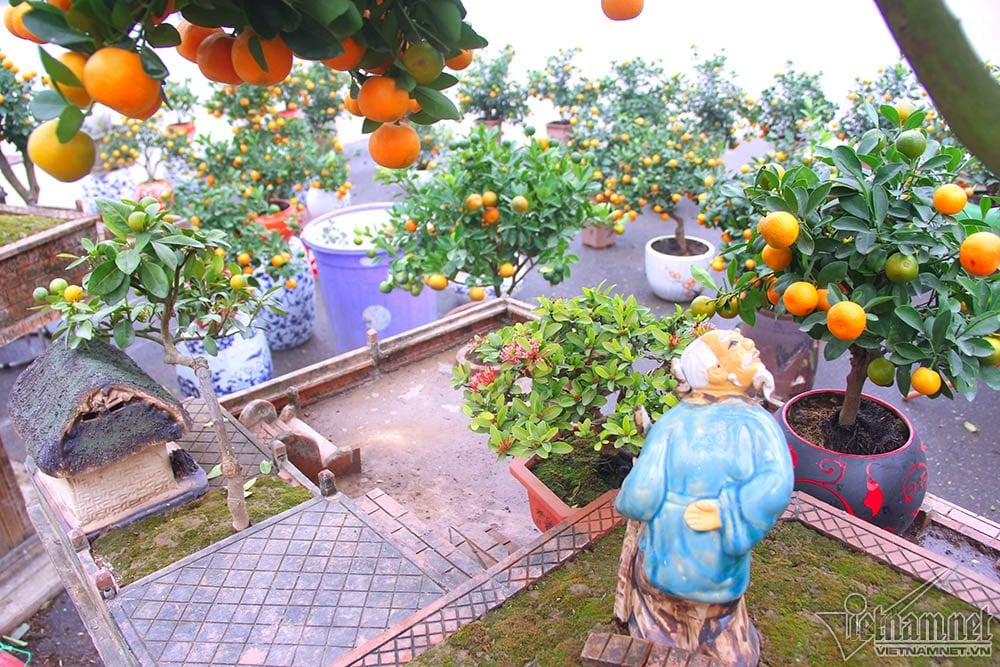 Những cây quất được lựa chọn đều trên 10 năm tuổi, phù hợp với tiểu cảnh. Những cây quất được lựa chọn đều trên 10 năm tuổi, phù hợp với tiểu cảnh.