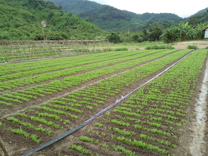 Những luống rau xanh tốt trong mô hình trồng rau sạch hữu cơ luôn tạo cảm giác thích mắt cho những người đến tham quan. Những luống rau xanh tốt trong mô hình trồng rau sạch hữu cơ luôn tạo cảm giác thích mắt cho những người đến tham quan.